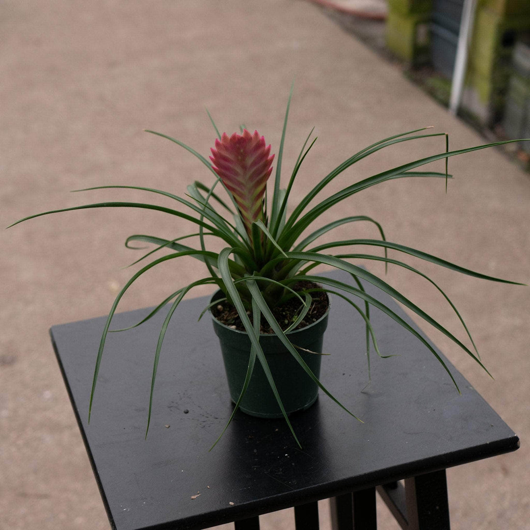 Gabriella Plants Bromeliad 4" Tillandsia cyanea