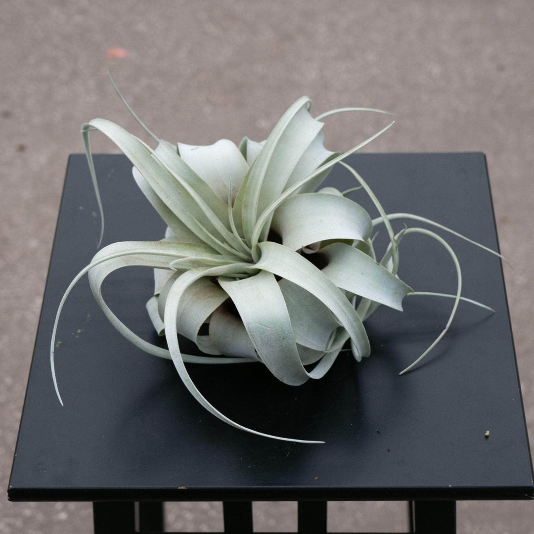 Gabriella Plants Air Plants Bare-Root Tillandsia xerographica