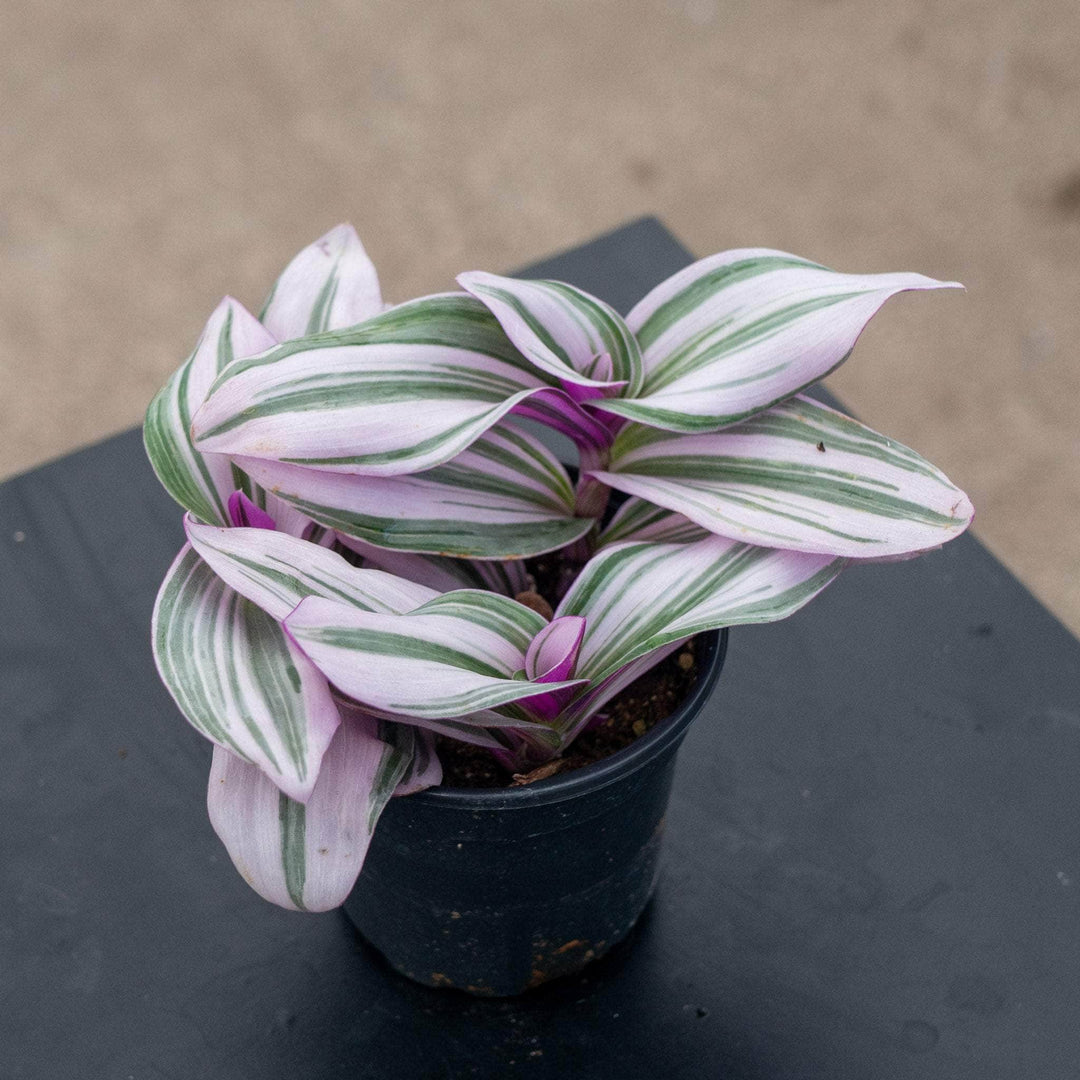 Gabriella Plants Other 4" Tradescantia 'Nanouk'