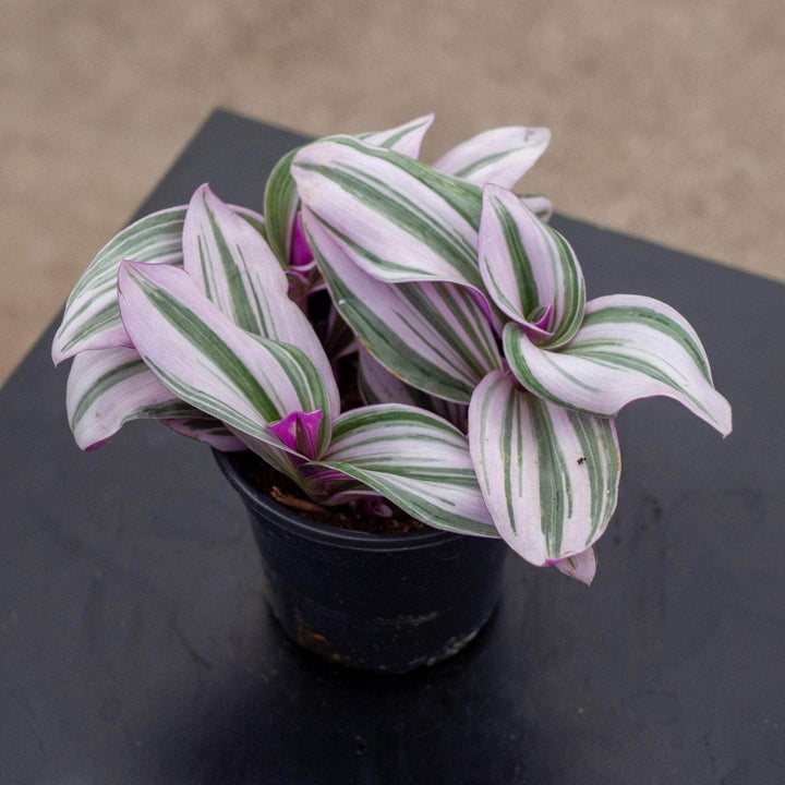 Gabriella Plants Other Tradescantia 'Nanouk'