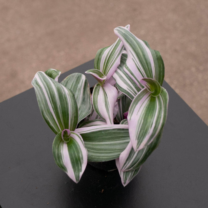 Gabriella Plants Other Tradescantia 'Nanouk'