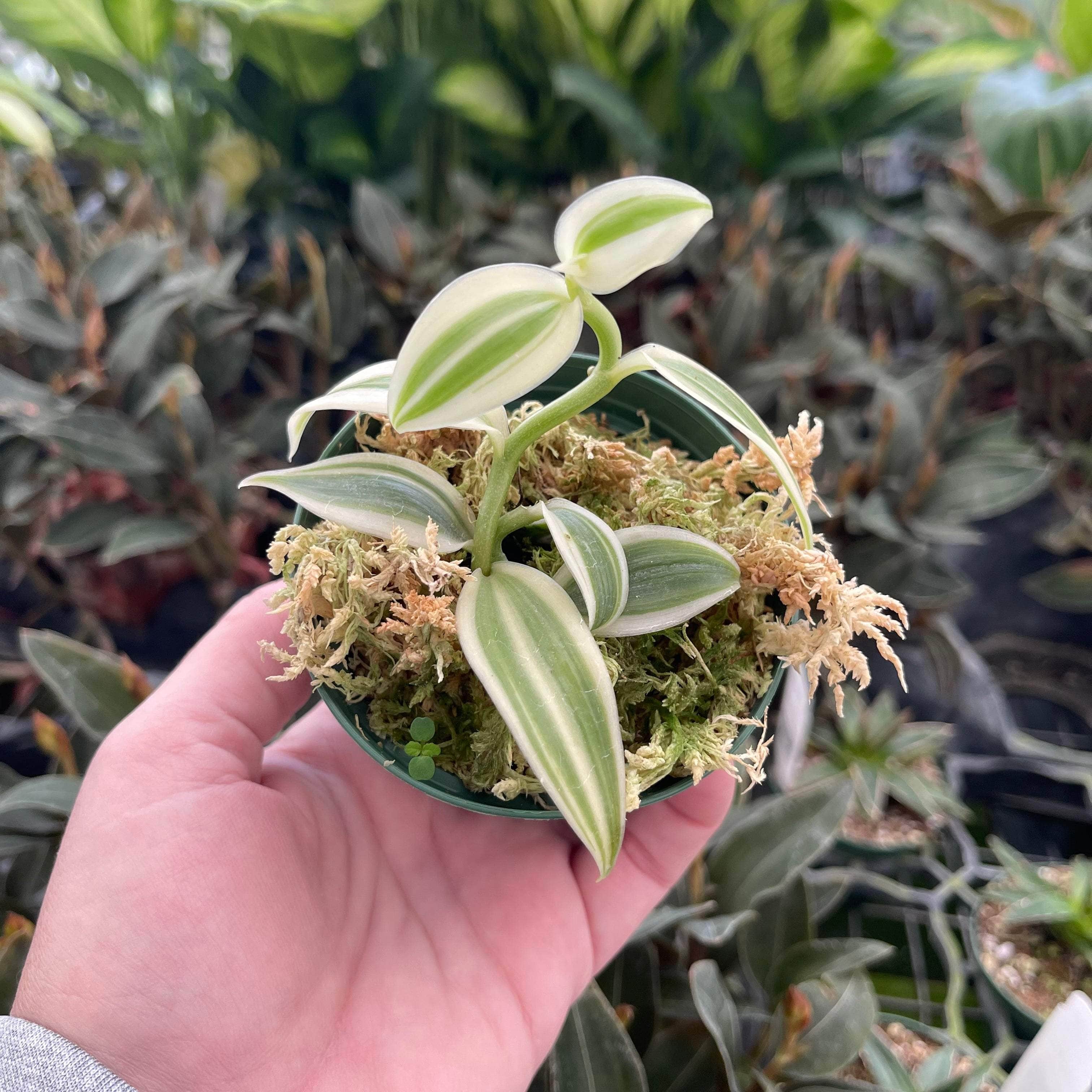 Vanilla planifolia - Vanilla Orchid - 5 seeds - Onszaden