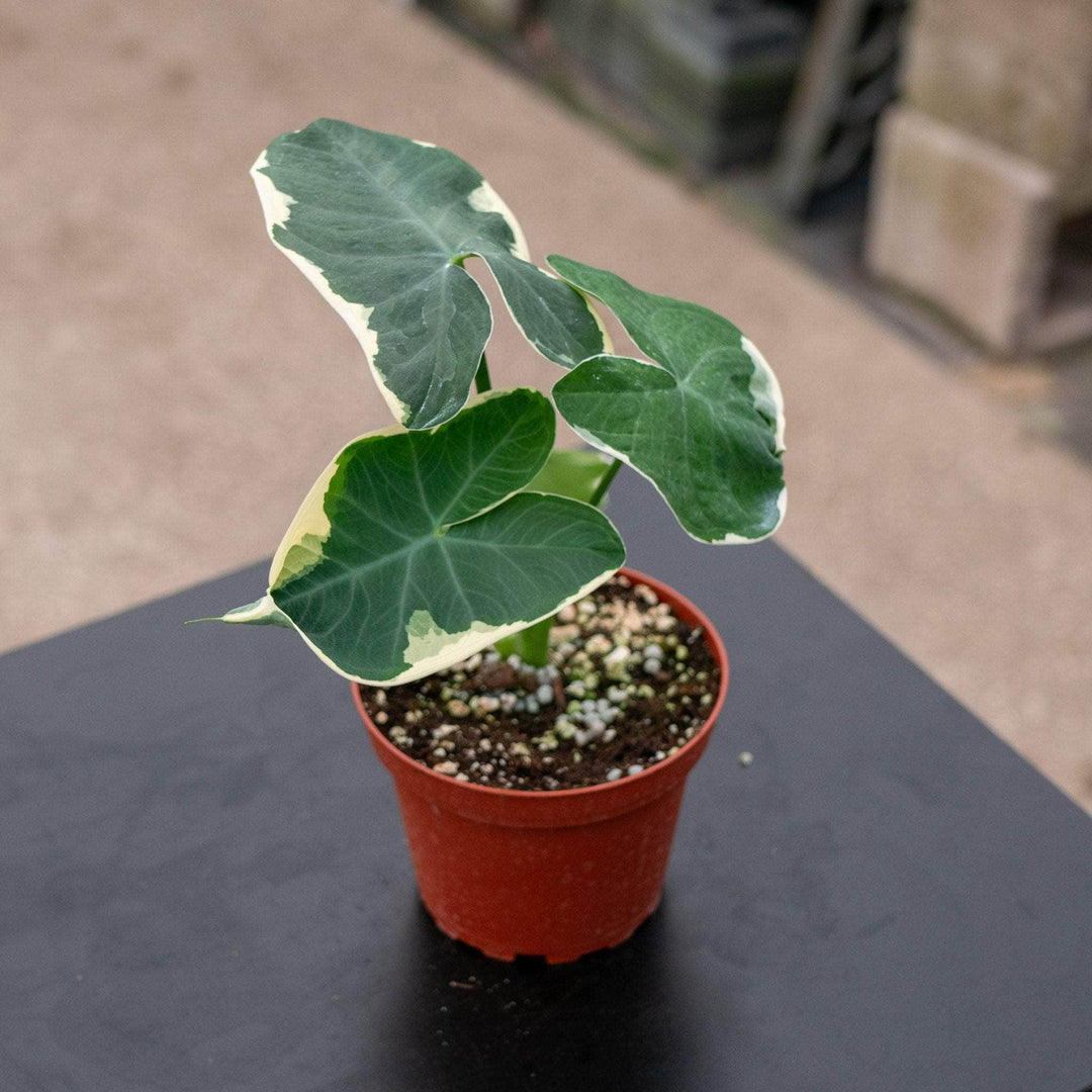 Gabriella Plants Alocasia 4" Xanthosoma albo variegata "Mickey Mouse"