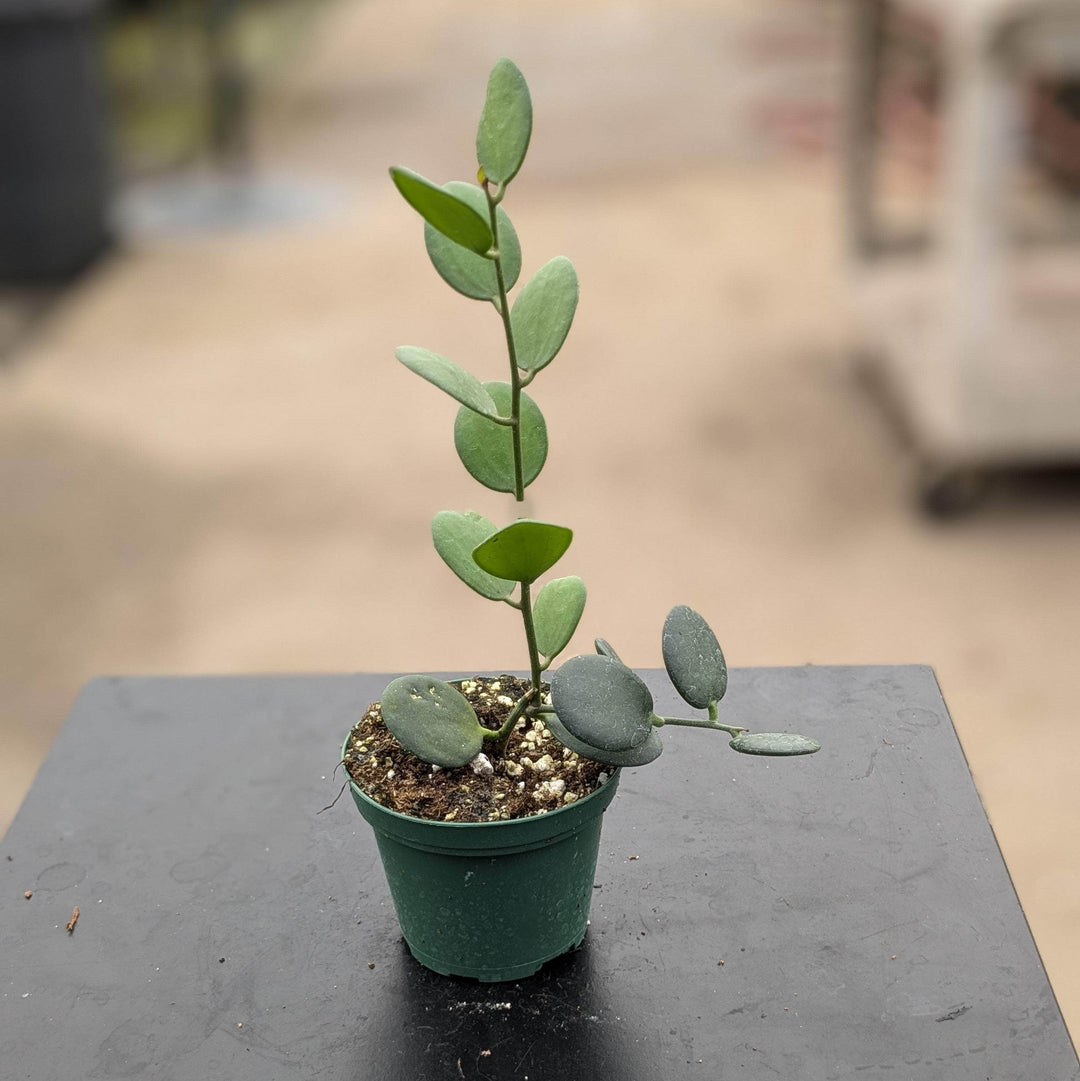 Gabriella Plants 3” Xerosicyos danguyi 'String of Coins'