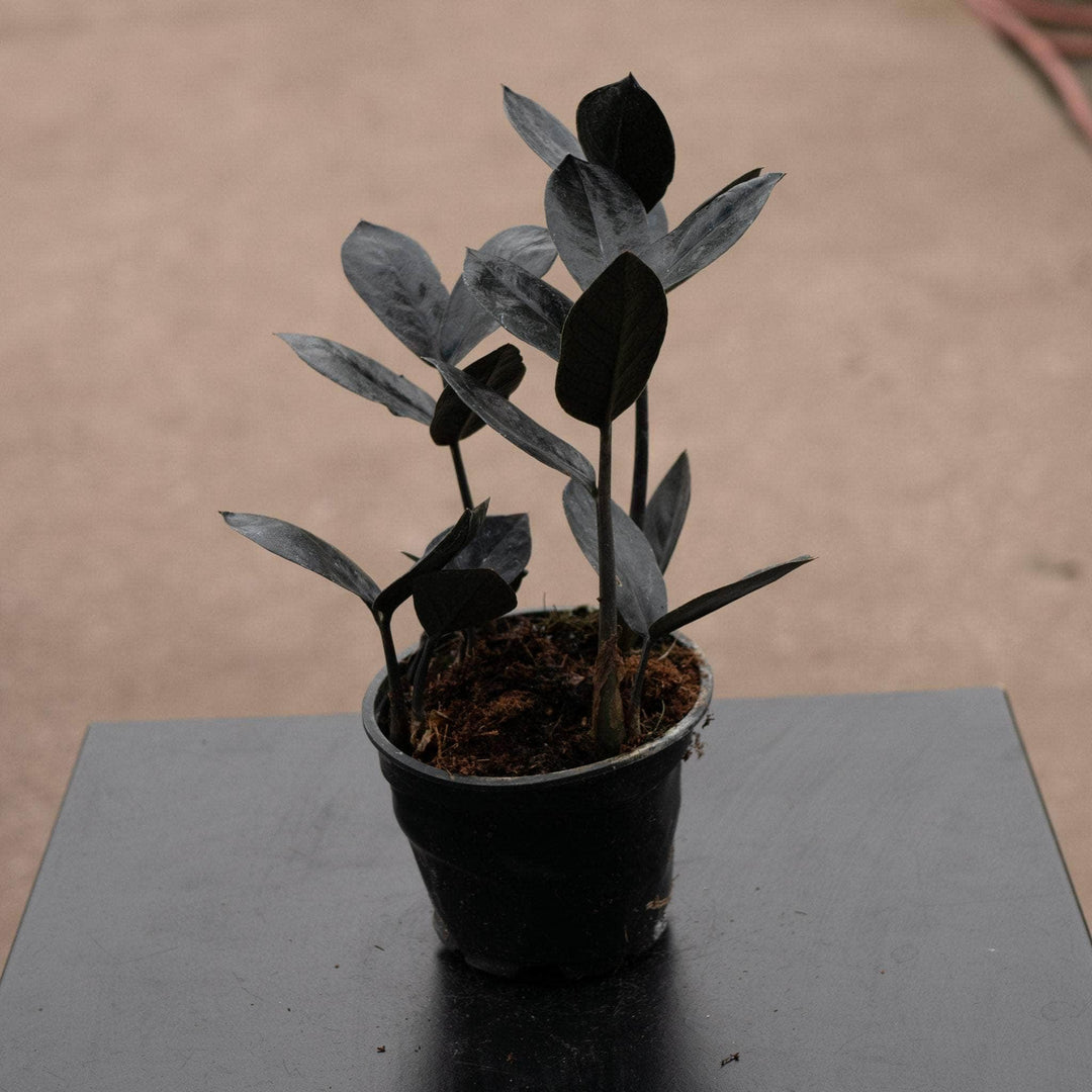 Gabriella Plants Indoor & Outdoor Plants 4" Zamioculcas zamiifolia 'Black Queen'