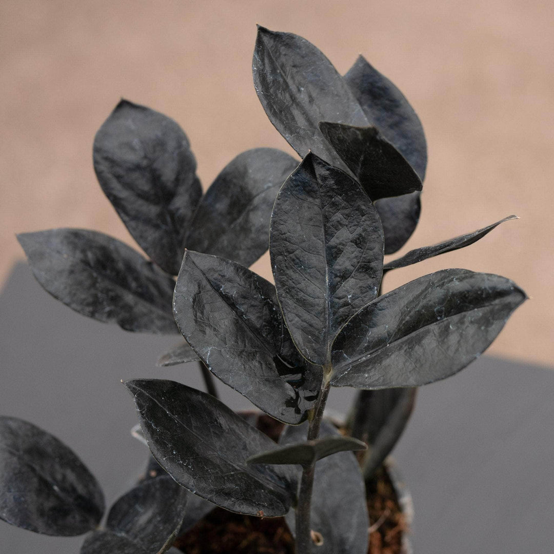 Gabriella Plants Indoor & Outdoor Plants 4" Zamioculcas zamiifolia 'Black Queen'