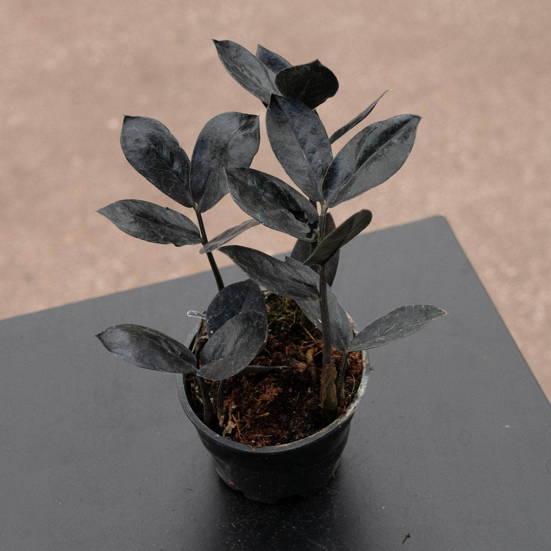 Gabriella Plants Indoor & Outdoor Plants 4" Zamioculcas zamiifolia 'Black Queen'