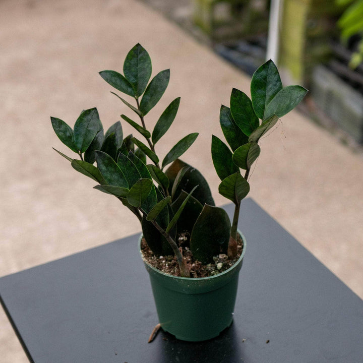 Gabriella Plants Other 4" Zamioculcas zamiifolia 'Nova Star'