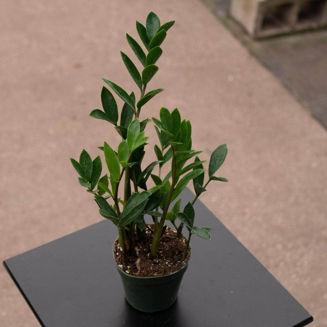 Gabriella Plants All 4" Zamioculcus zamiifolia 'Dwarf Zamicro'