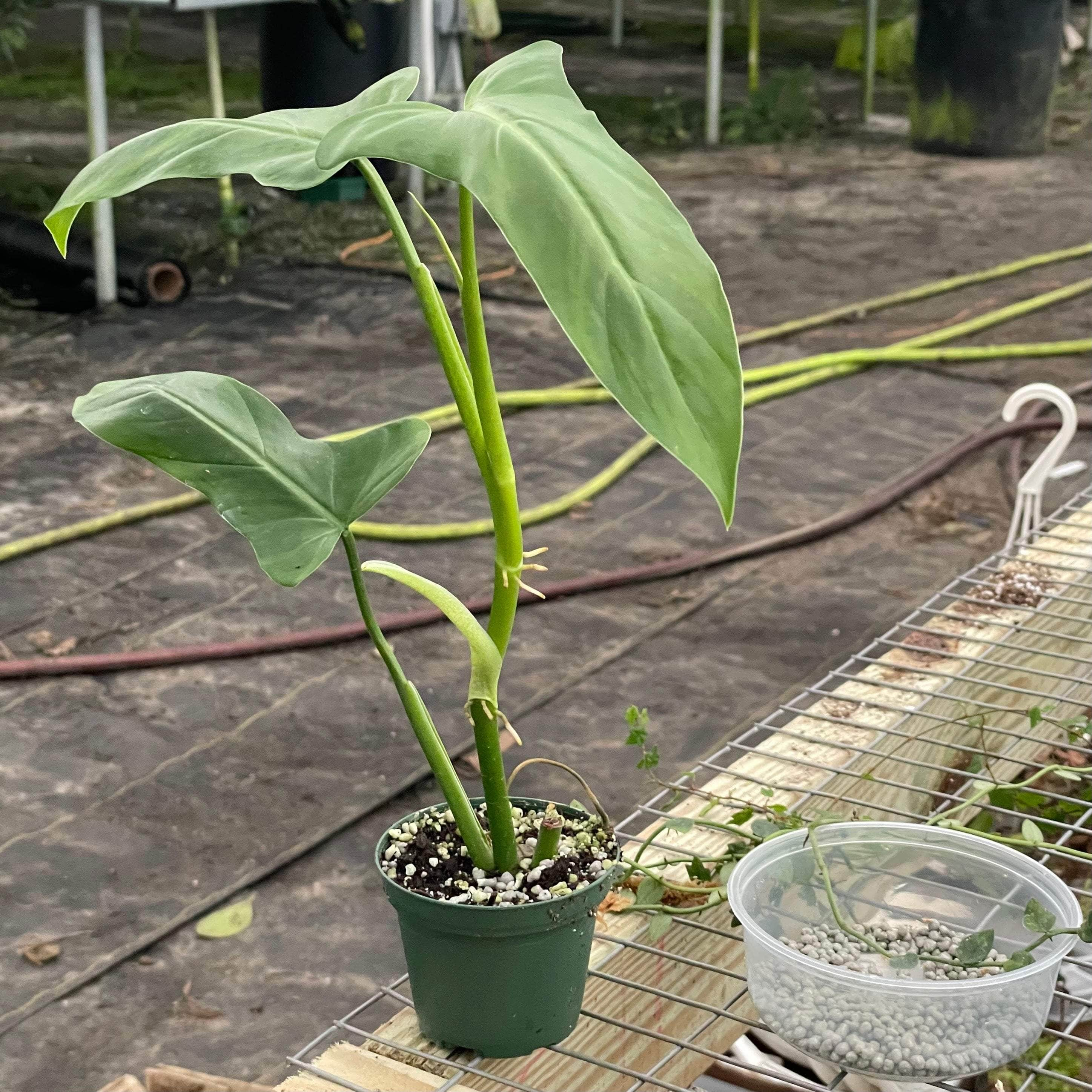 Philodendron oxapapense aff. - Gabriella Plants