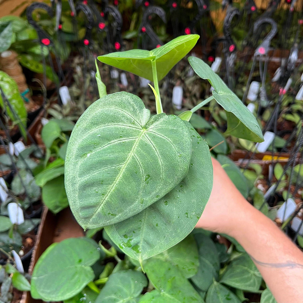 Gabriella Plants Syngonium 4.5" Syngonium macrophyllum 'Ice Frost'