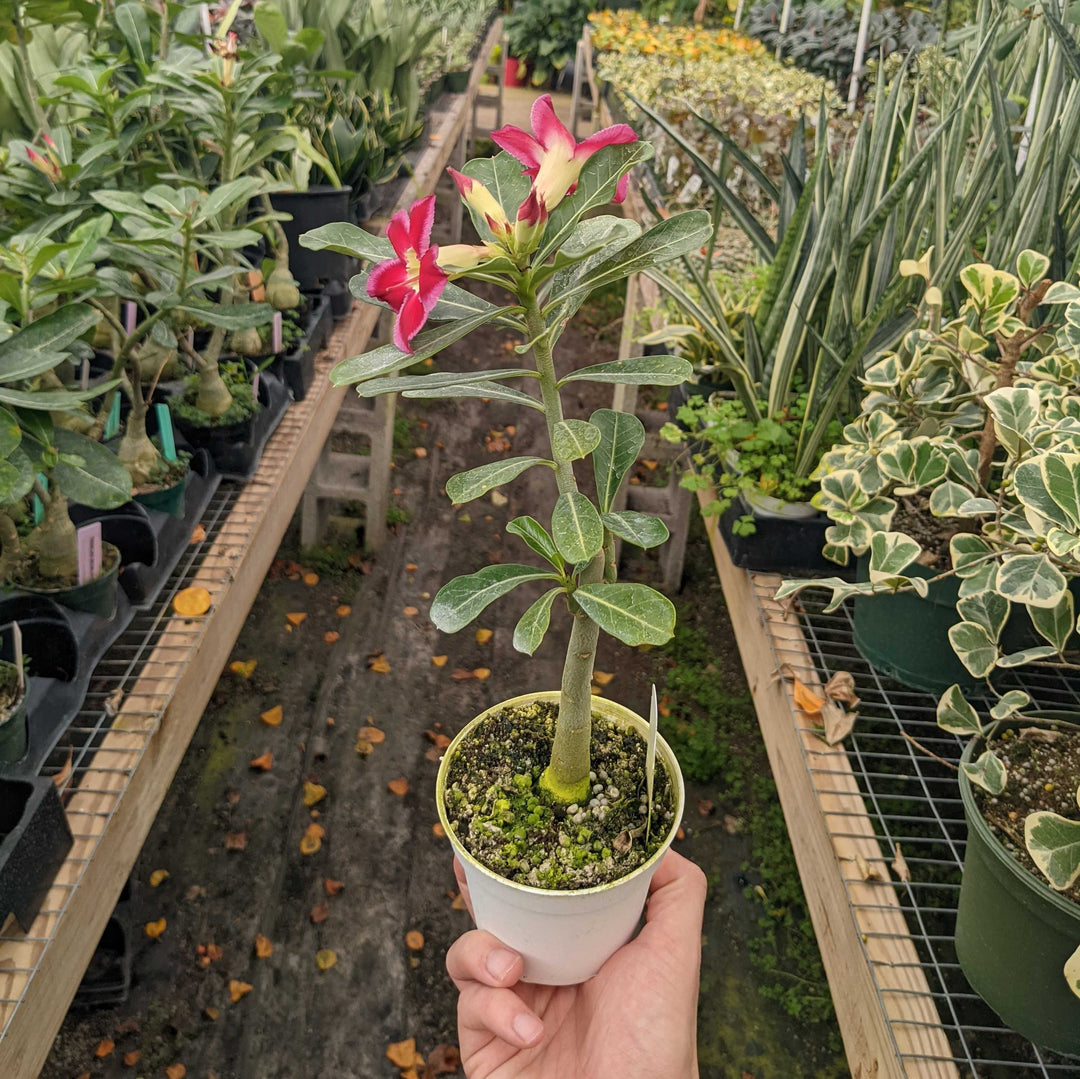 Gabriella Plants Other 4" Adenium obesum 'Border'