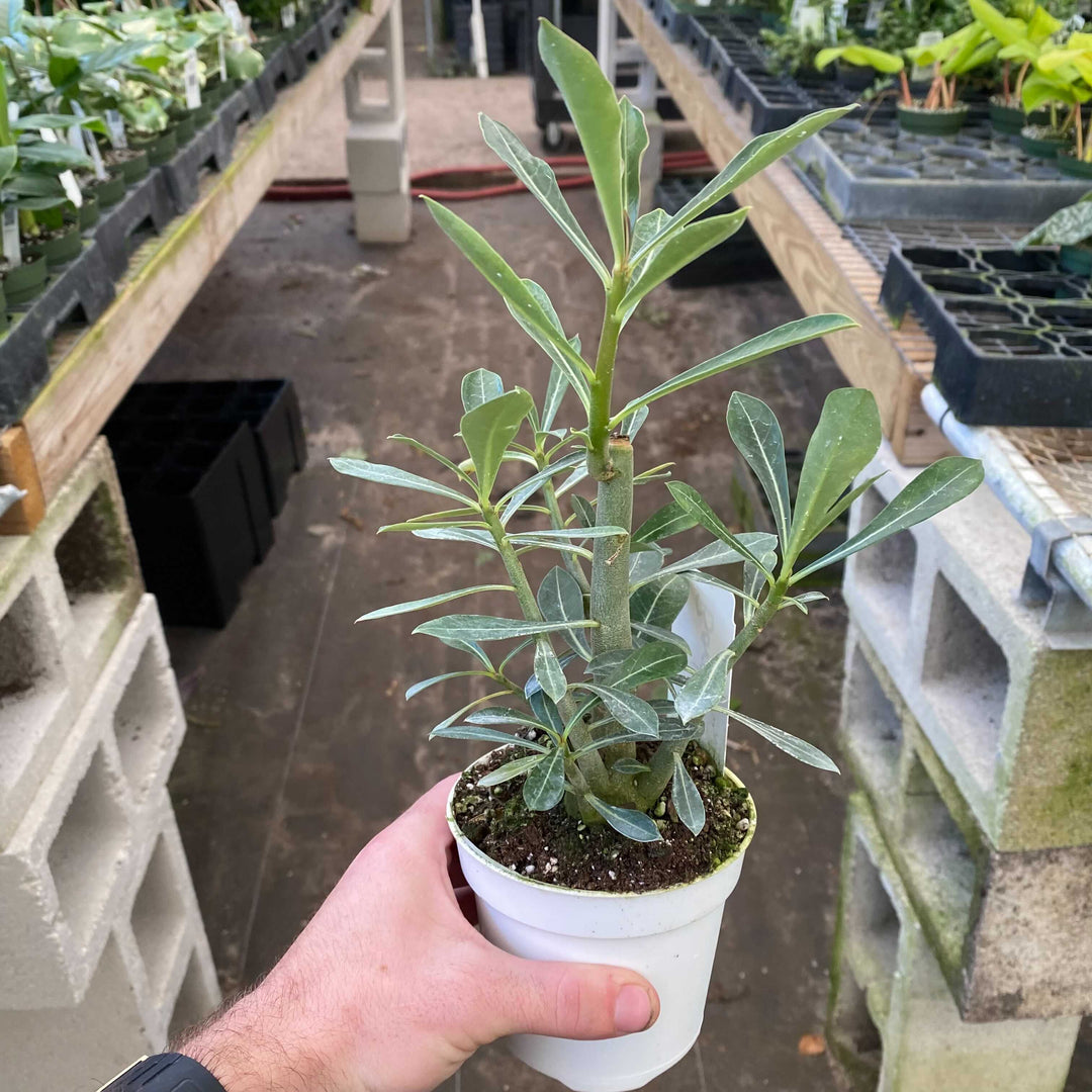 Gabriella Plants Other 4" Adenium obesum 'Border'