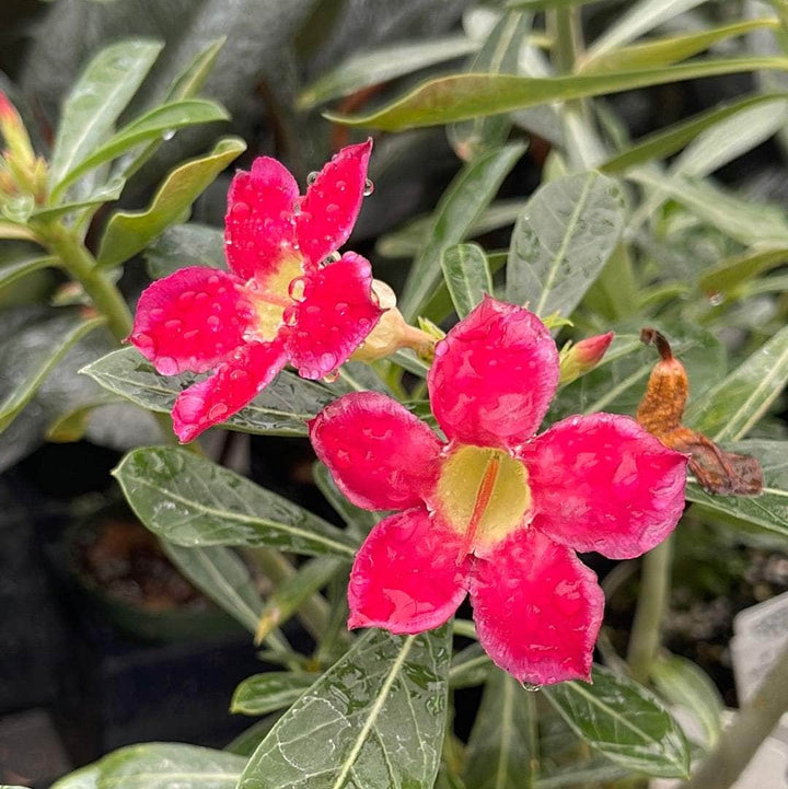 Gabriella Plants Other 4" Adenium obesum 'Border'