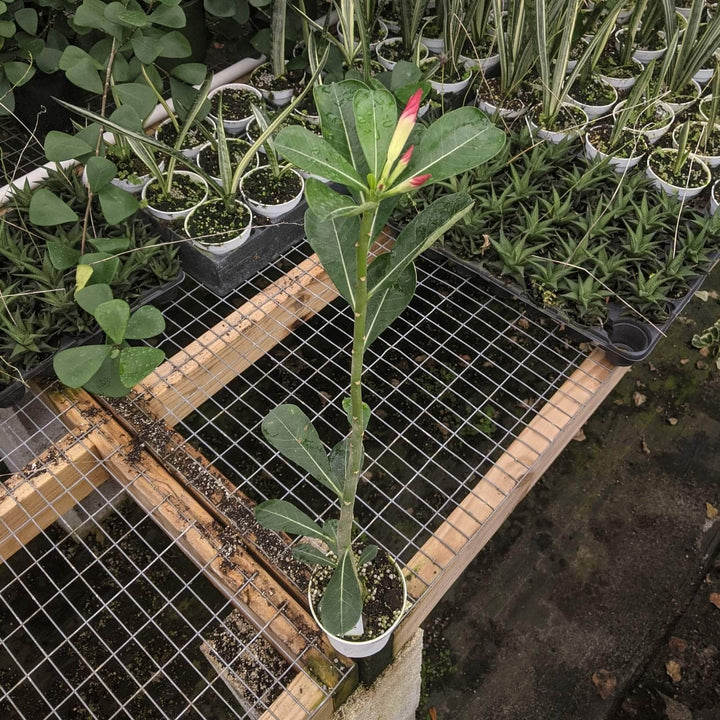 Gabriella Plants Other 4" Adenium obesum 'Pink'