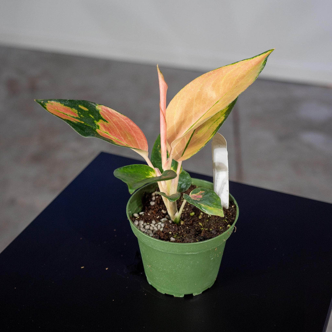 Gabriella Plants Aglaonema 4" Aglaonema 'Red Fountain'