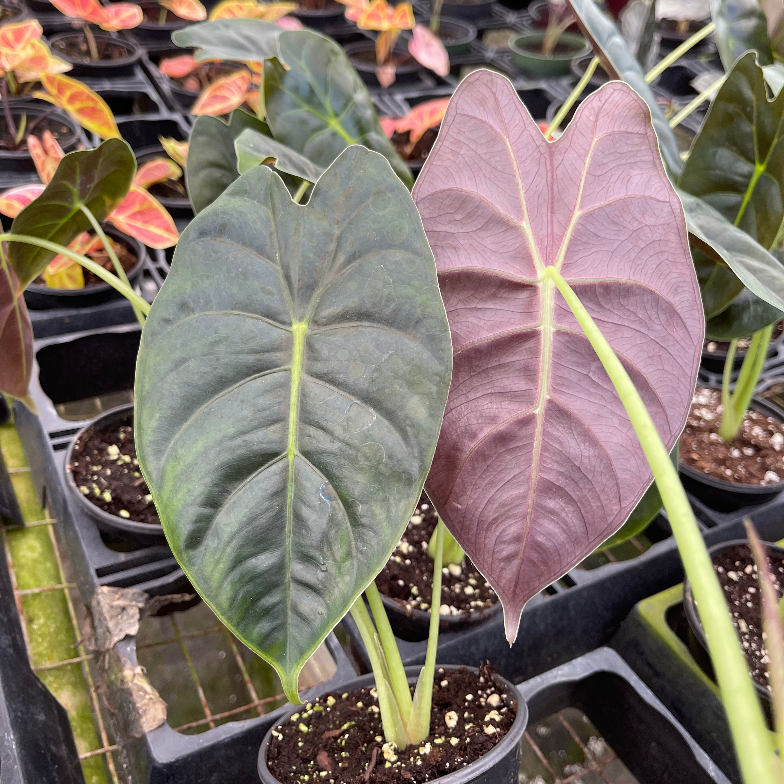 Alocasia ‘Golden Bone’ popular - 6