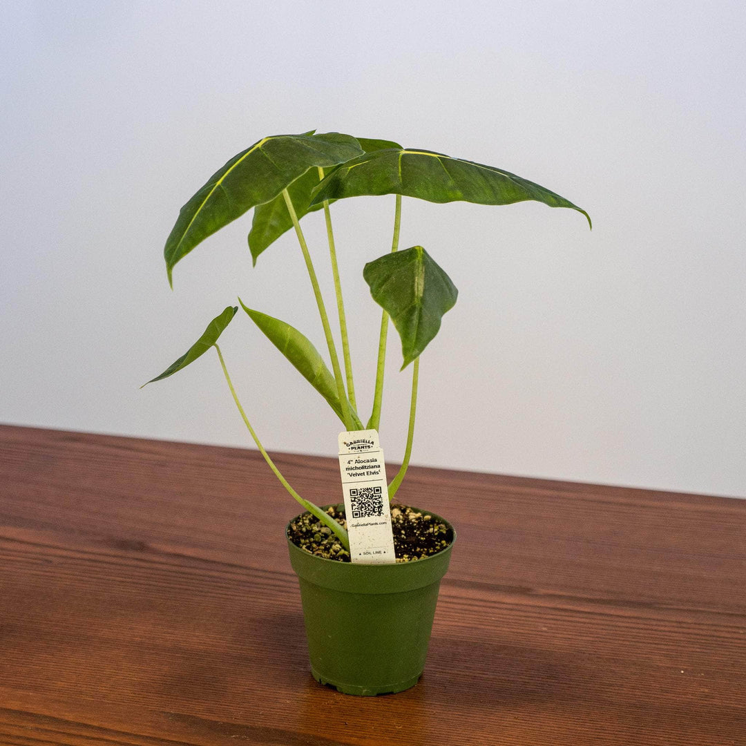 Gabriella Plants Alocasia 4" Alocasia micholitziana 'Velvet Elvis'