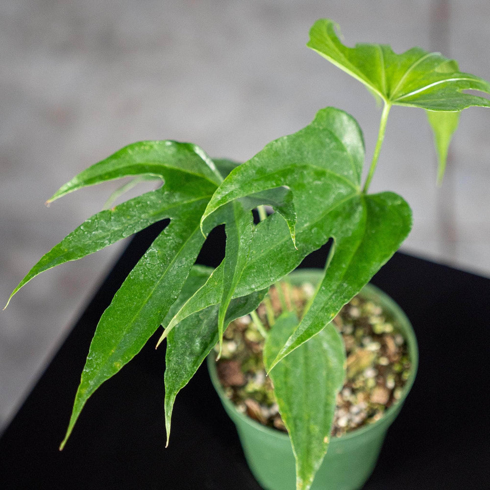 Gabriella Plants Anthurium 4" Anthurium pedatoradiatum "Fingers"