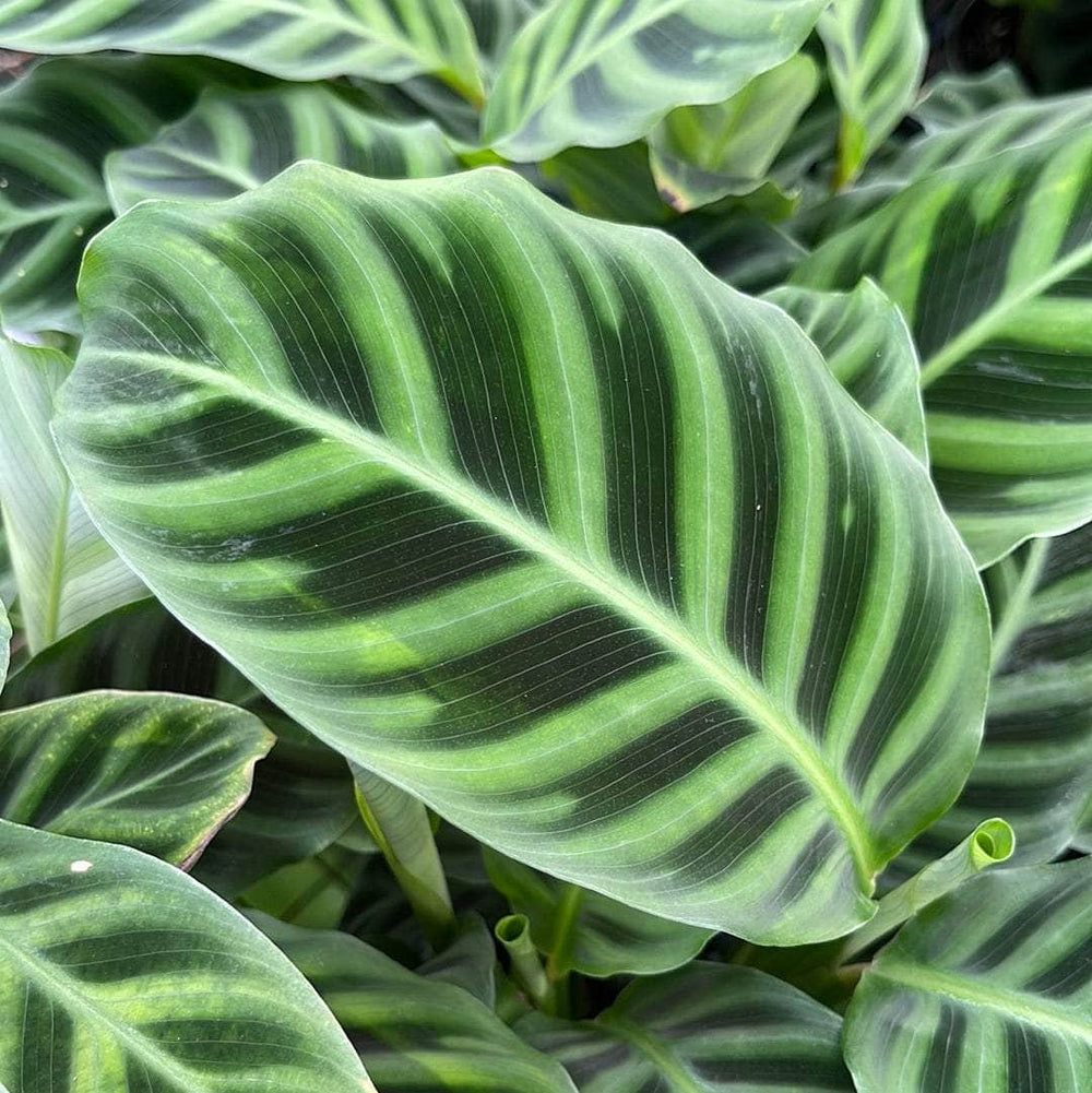 Gabriella Plants Calathea 4" Calathea zebrina