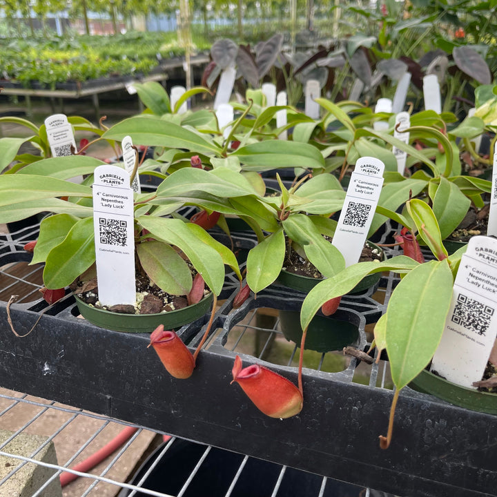 Gabriella Plants Carnivorous 4" Carnivorous Nepenthes 'Lady Luck'