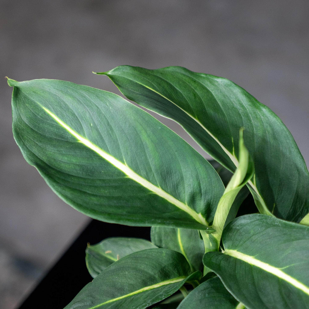 Gabriella Plants Dieffenbachia 4" Dieffenbachia 'Green Magic'