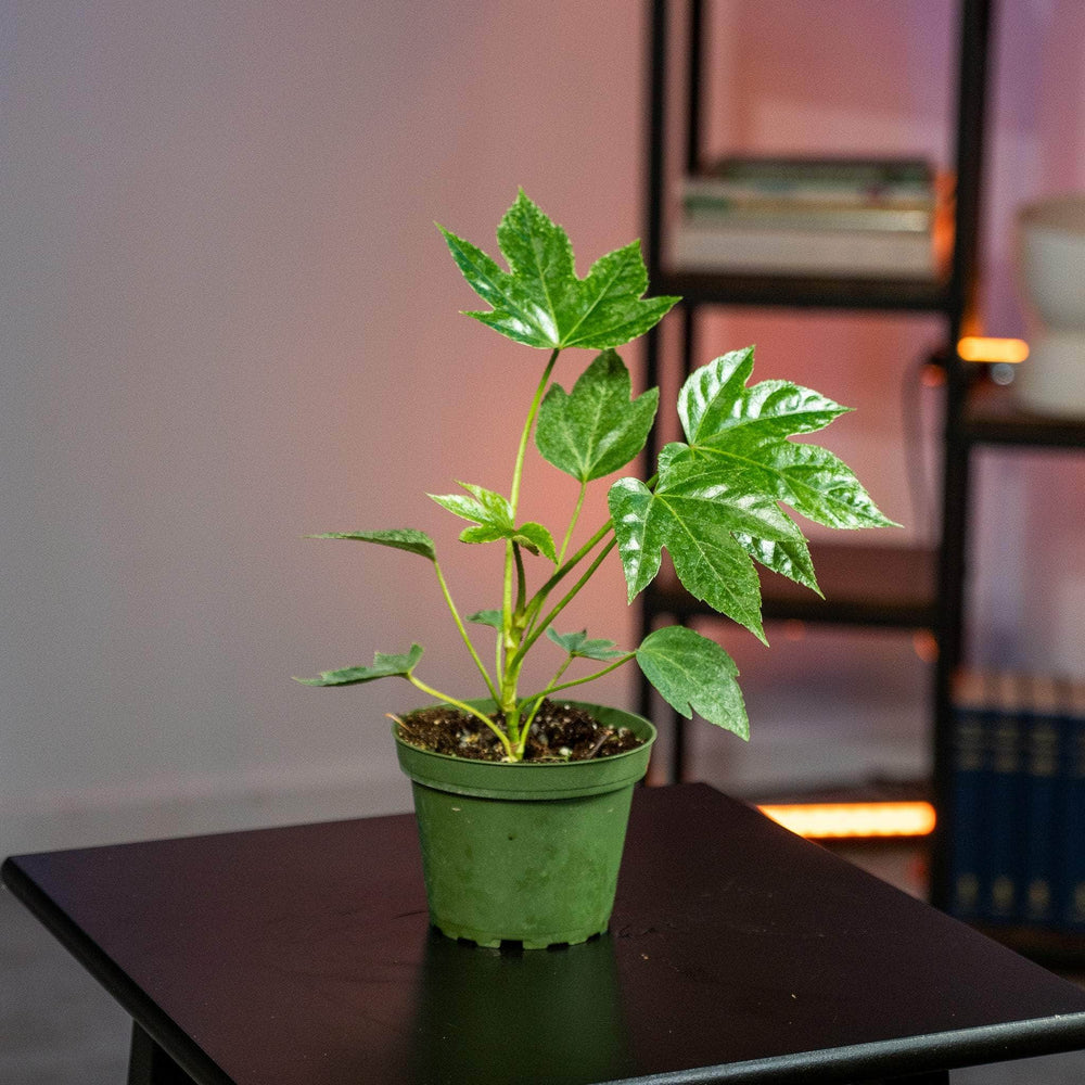 Gabriella Plants Other 4" Fatsia japonica 'Spider's Web'