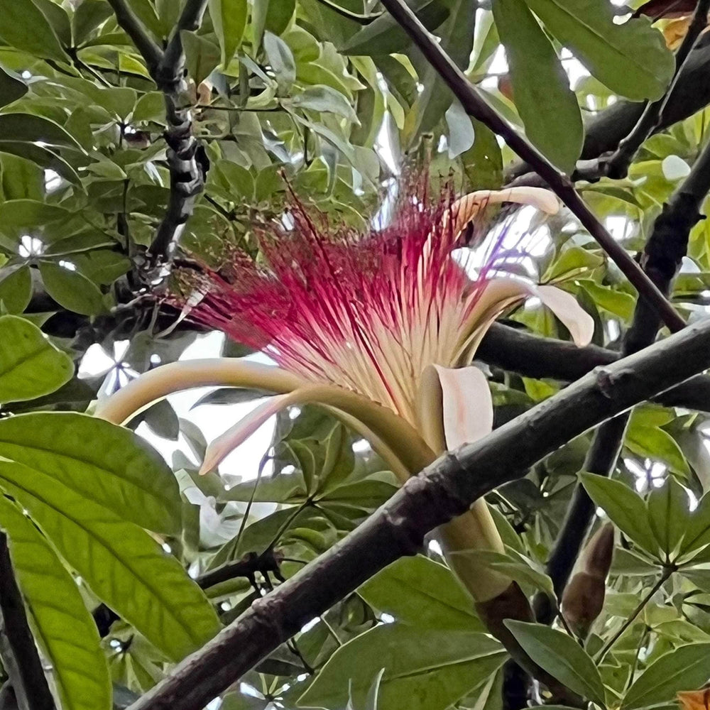 Gabriella Plants 4" Pachira aquatica "Money Tree" Braid