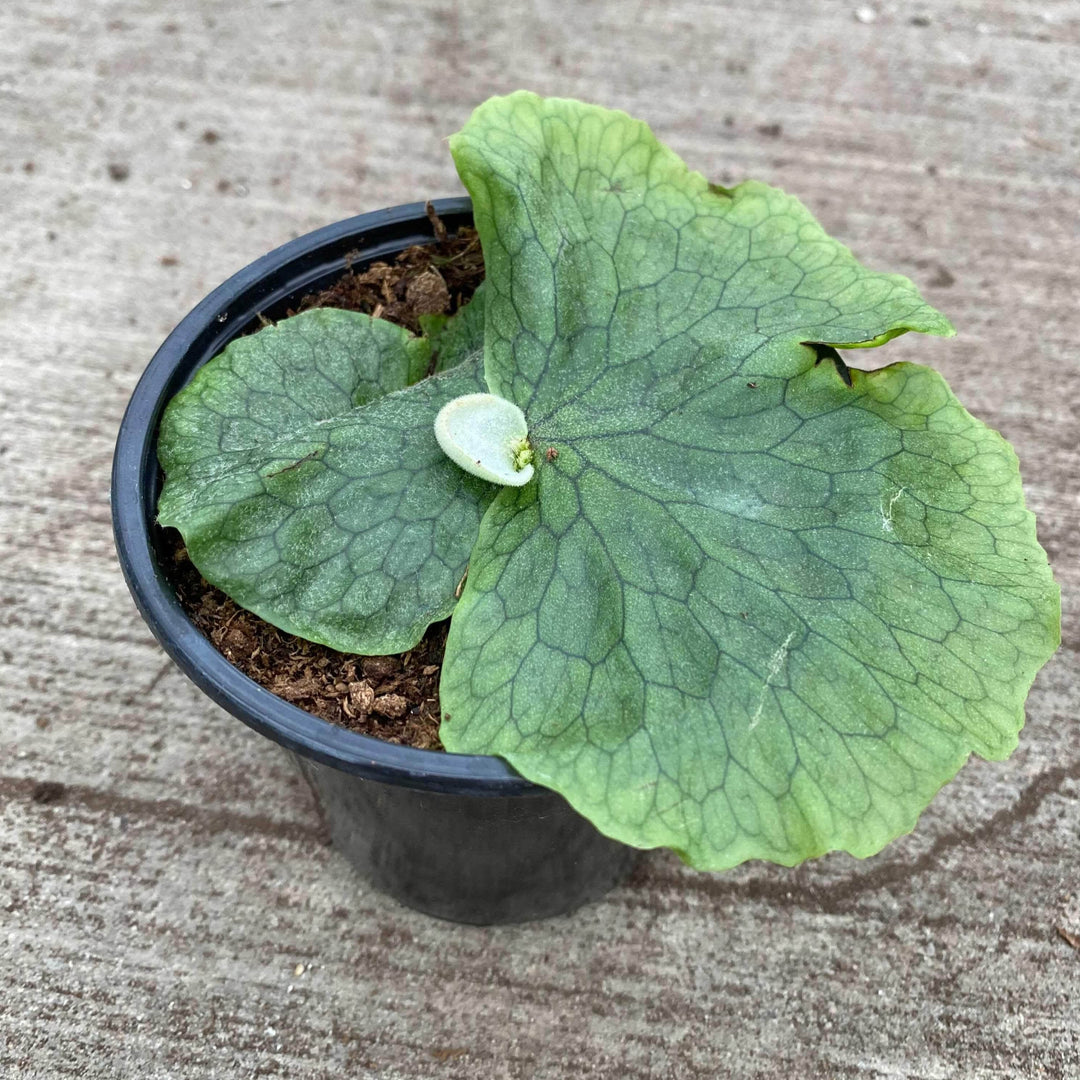 Gabriella Plants Fern 4” Platycerium superbum