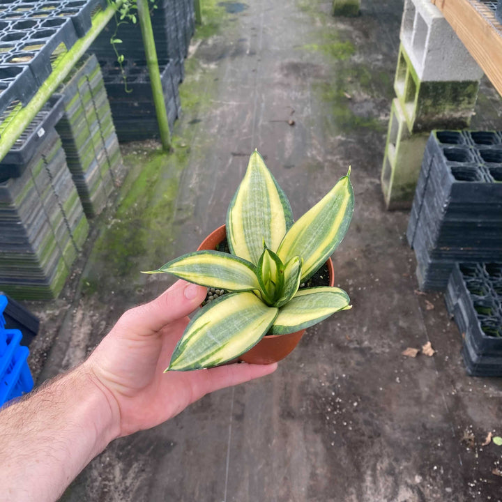 Gabriella Plants Sansevieria 4" Sansevieria trifasciata 'Golden Hahnii'