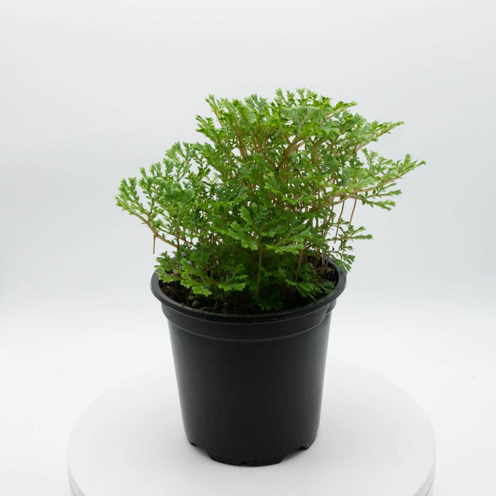 Gabriella Plants Other 4" Selaginella 'Avatar'