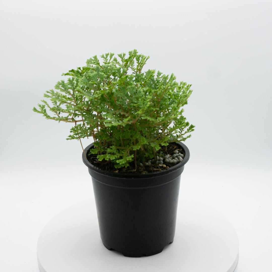 Gabriella Plants Other 4" Selaginella 'Avatar'