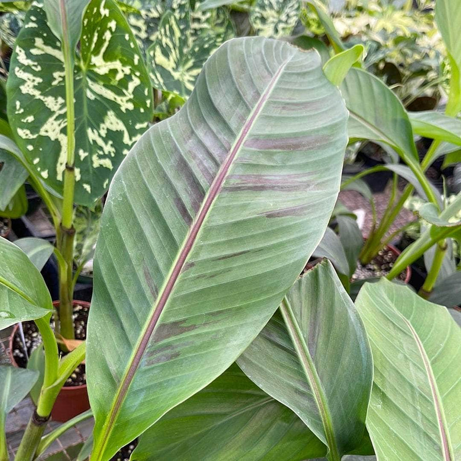 Banana Musa Sikkimensis Red Tiger Gabriella Plants 5647