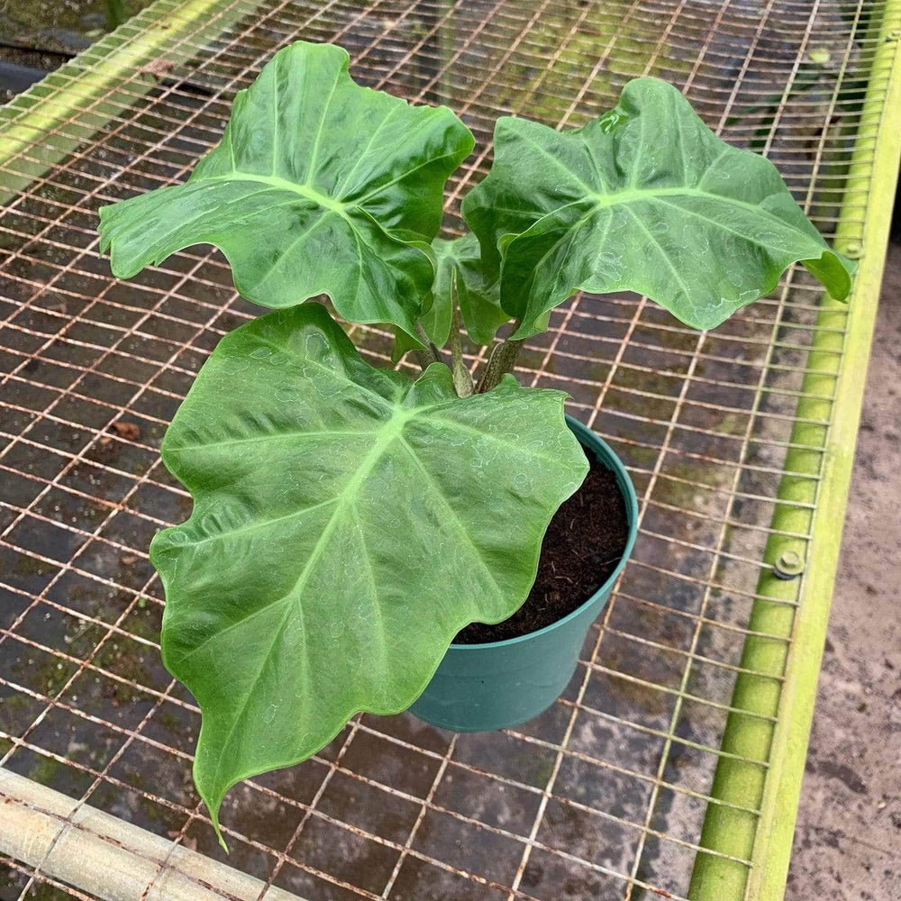 Gabriella Plants Alocasia 4" Alocasia 'Low Rider'