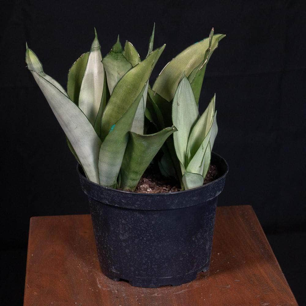 Gabriella Plants 6" Sansevieria trifasciata 'Moonshine'