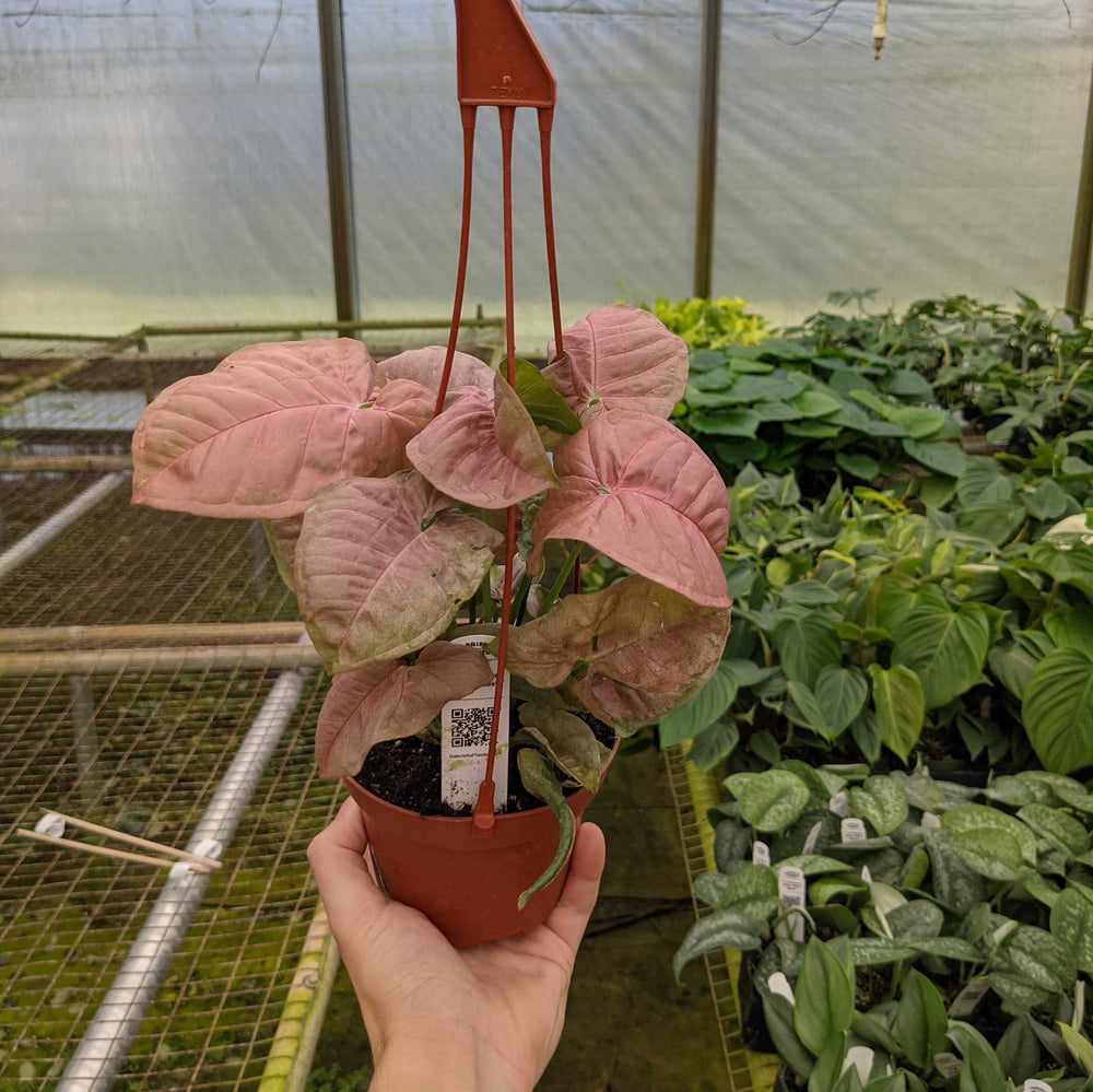 Gabriella Plants Syngonium 5" Syngonium podophyllum 'Neon Robusta'